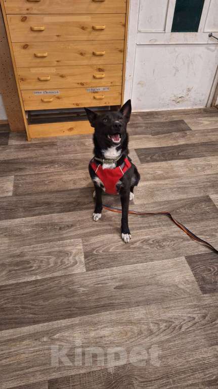 Собаки в Москве: Гайка 2 года Девочка, Бесплатно - фото 3