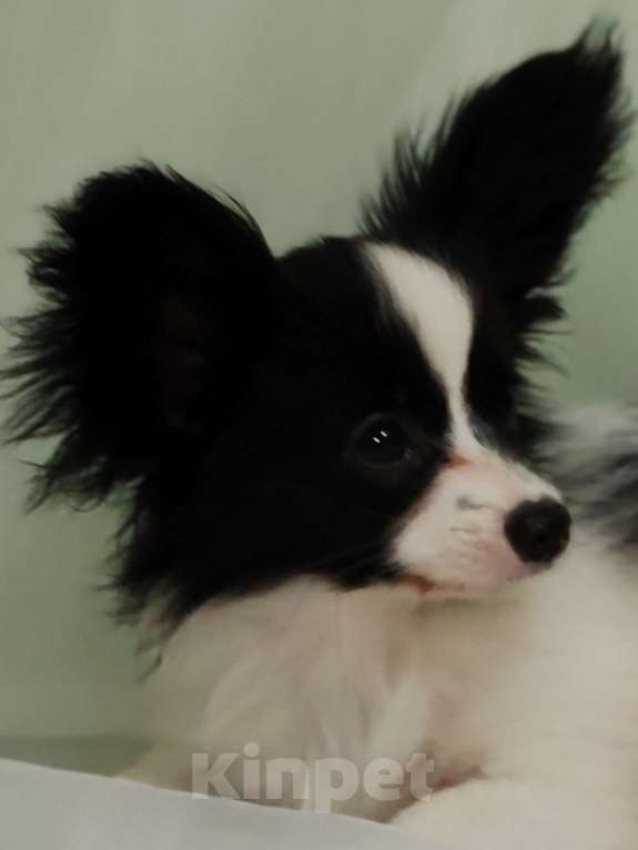 Собаки в Подольске: Девочка папильон Девочка, Бесплатно - фото 1