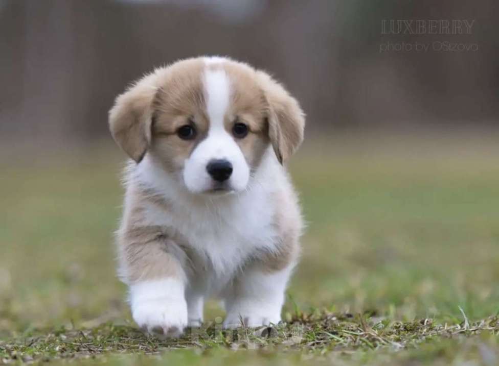 Собаки в Санкт-Петербурге: Вельш Корги Пемброк Мальчик, Бесплатно - фото 3