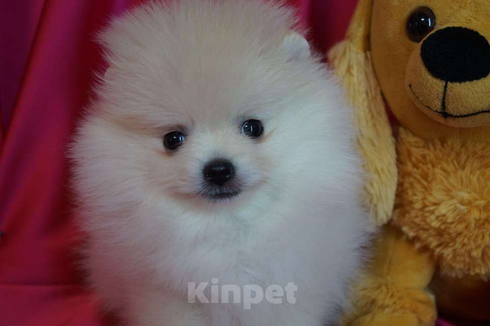 Собаки в Москве: Пушистое счастье- мини мальчик Мальчик, 30 000 руб. - фото 1