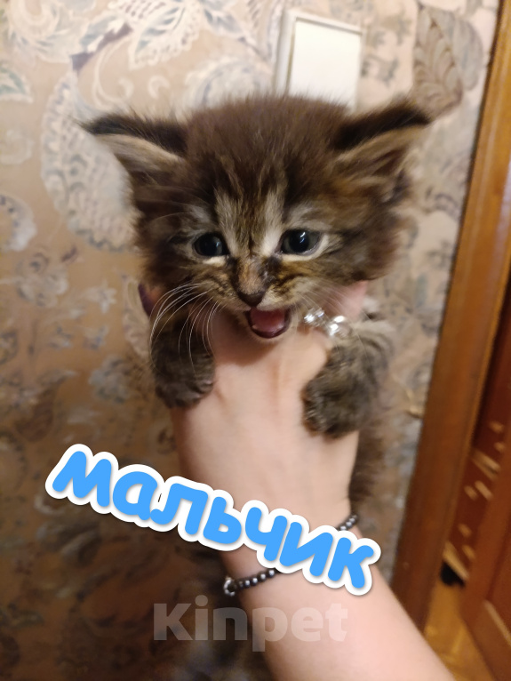 Кошки в Ярославле: Мейн Кун котята Разнополые, 5 000 руб. - фото 3