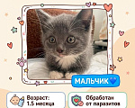 Кошки в Долгопрудном: Мальчик Мальчик, Бесплатно - фото 1