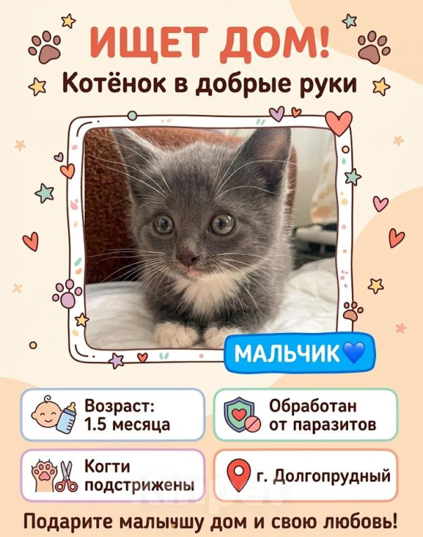 Кошки в Долгопрудном: Мальчик Мальчик, Бесплатно - фото 1
