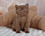 Кошки в Санкт-Петербурге: Британский котик окраса циннамон  Мальчик, 50 000 руб. - фото 3