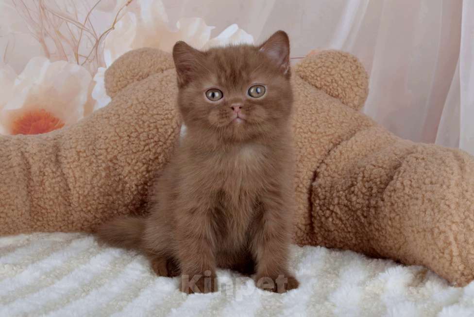 Кошки в Санкт-Петербурге: Британский котик окраса циннамон  Мальчик, 50 000 руб. - фото 3