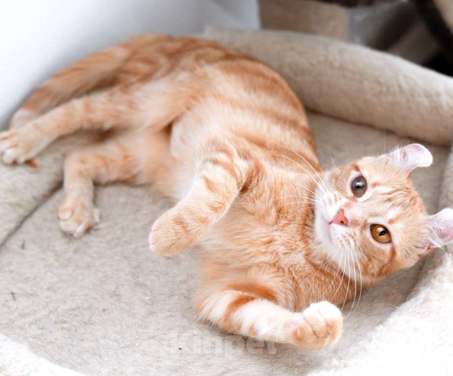 Кошки в Москве: Удивительная, ласковая, рыжая, мраморная Лапушка в дар Девочка, 1 руб. - фото 3