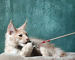 Кошки в Санкт-Петербурге: Мейн-кун котята от Чемпионов  Мальчик, 70 000 руб. - фото 5