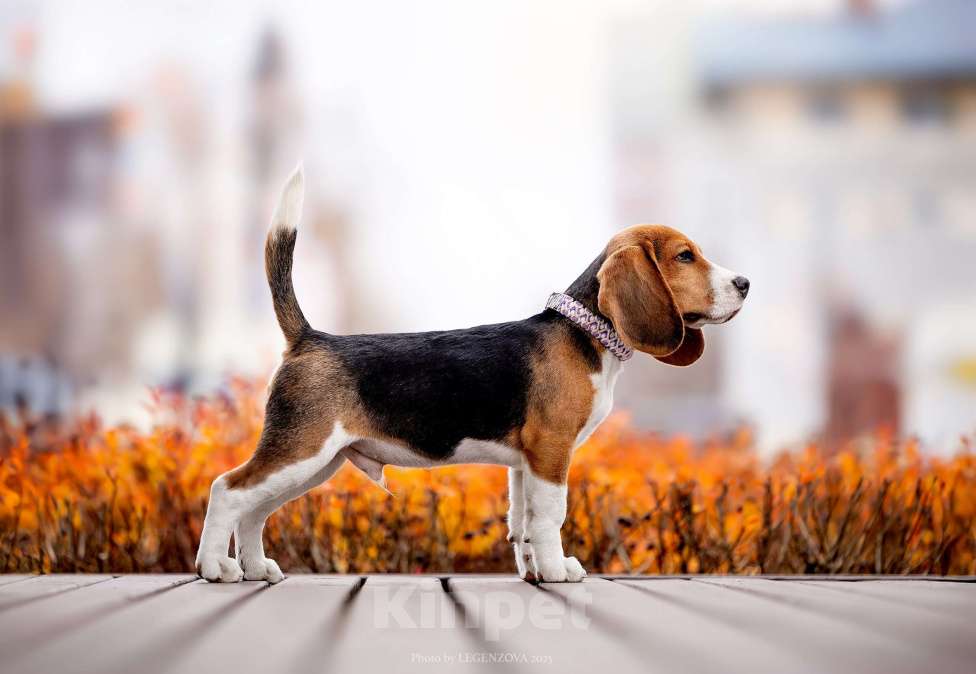 Собаки в других городах Московской области: Бигль, кобель 4 мес., РКФ Мальчик, Бесплатно - фото 2