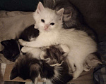 Кошки в Самаре: Котик белый Мальчик, Бесплатно - фото 1