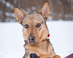 Собаки в Москве: Ушастик в поисках семьи Мальчик, Бесплатно - фото 2
