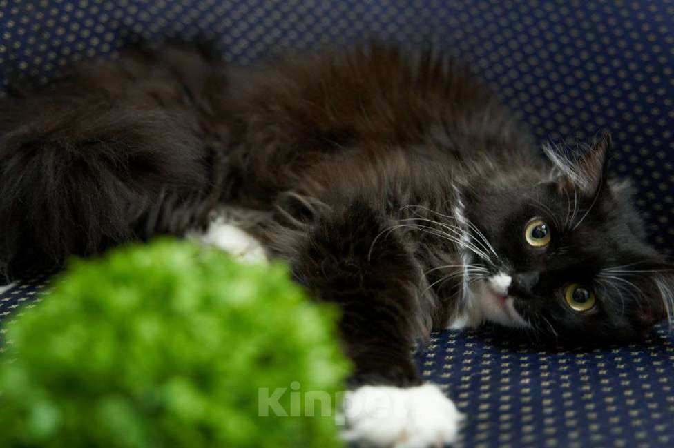 Кошки в Москве: Кошка Урса в добрые руки Девочка, Бесплатно - фото 2