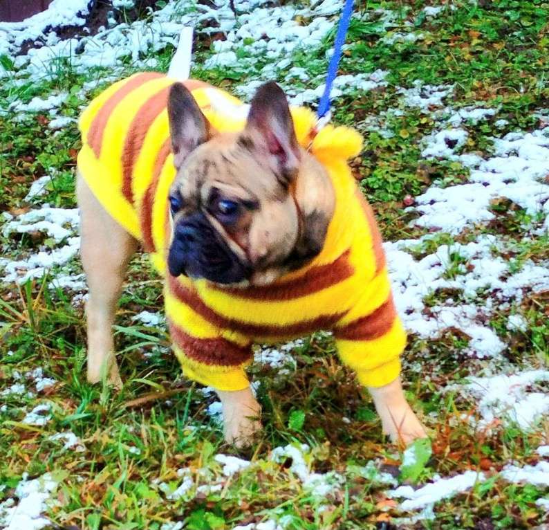 Собаки в Москве: Подрощенная девочка француженка  Девочка, Бесплатно - фото 2