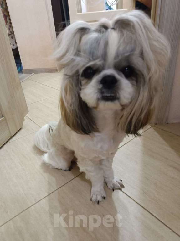 Собаки в Тамбове: Ши-тцу Девочка, Бесплатно - фото 2