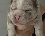 Собаки в Лыткарино: AMERICAN BULLY   девочка Девочка, 150 000 руб. - фото 1