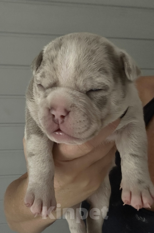 Собаки в Лыткарино: AMERICAN BULLY   девочка Девочка, 150 000 руб. - фото 1