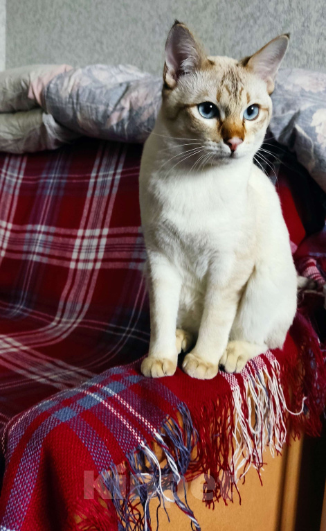 Кошки в Москве: Тайсон (домашний кот) Мальчик, 18 000 руб. - фото 10