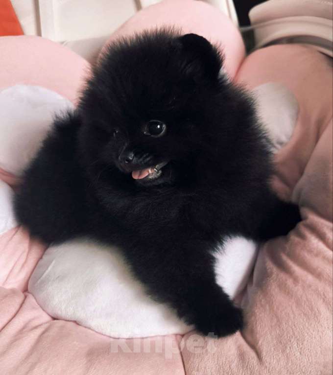 Собаки в Москве: Померанский шпиц черного окраса Мальчик, Бесплатно - фото 7