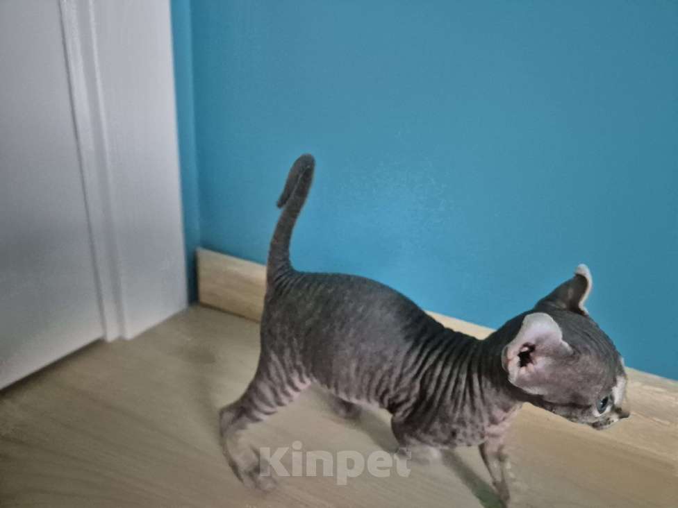 Кошки в других городах Московской области: Эльф котик Мальчик, 29 000 руб. - фото 1