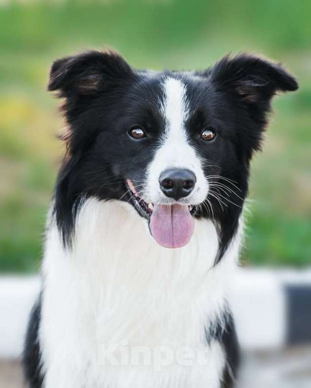 Собаки в Москве: Бордер-колли Чемпион, РКФ документы Мальчик, Бесплатно - фото 2