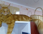 Кошки в Тобольске: ВЯЗКА Мальчик, 5 000 руб. - фото 1