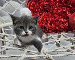 Кошки в Курске: Котята британские короткошёрстные прямоухие Разнополые, 4 000 руб. - фото 5