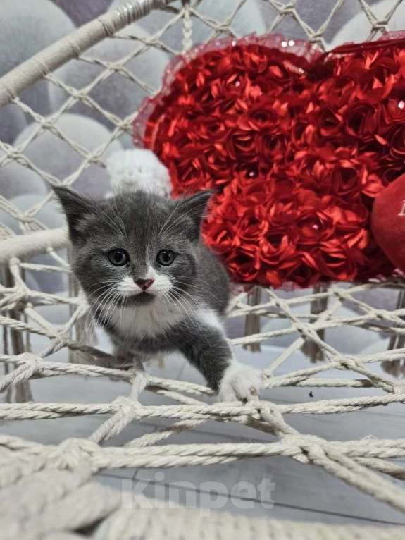 Кошки в Курске: Котята британские короткошёрстные прямоухие Разнополые, 4 000 руб. - фото 5