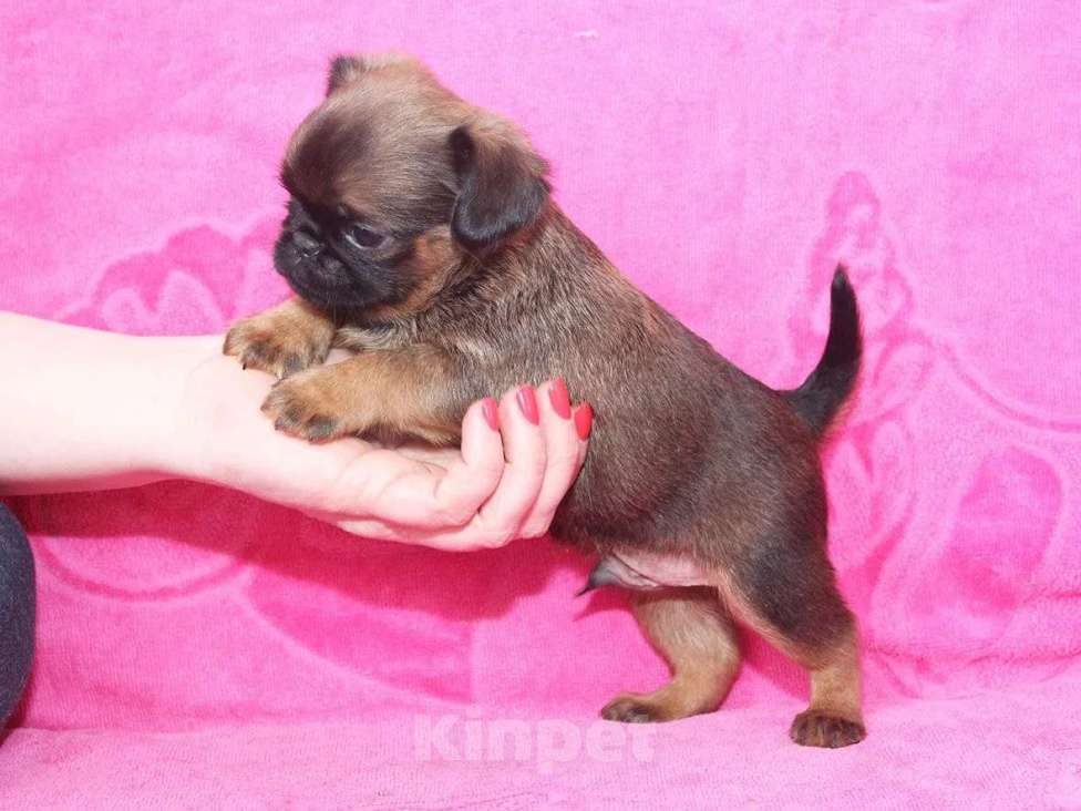 Собаки в Санкт-Петербурге: Очаровательный мальчишка Мальчик, 80 000 руб. - фото 1