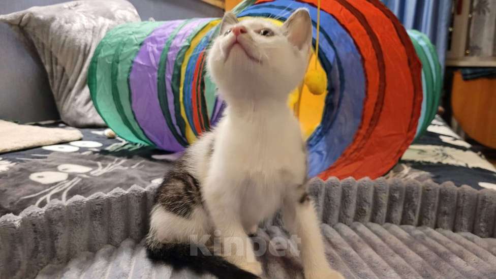 Кошки в Санкт-Петербурге: Отдам котенка  в заботливые руки Мальчик, Бесплатно - фото 2