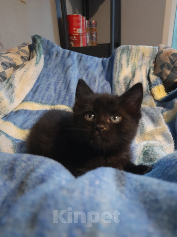 Кошки в Москве: Малыши ищут дом Девочка, Бесплатно - фото 2