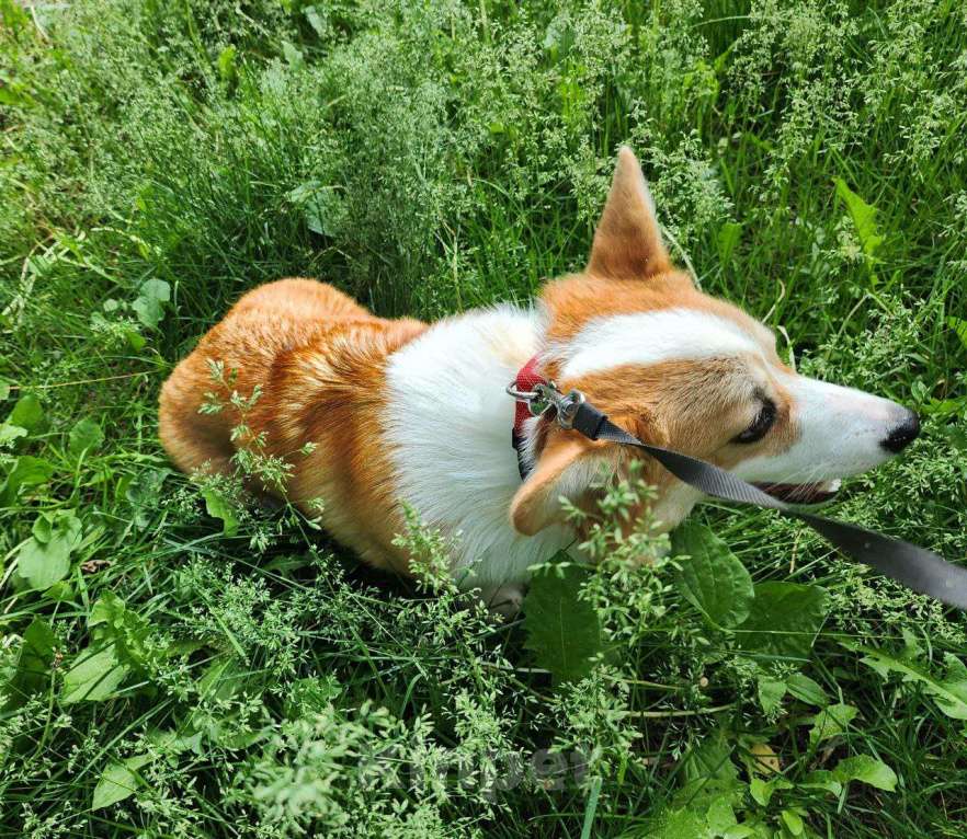 Собаки в Уфе: Вельш-корги пемброк девочка 5 мес Девочка, 45 000 руб. - фото 2