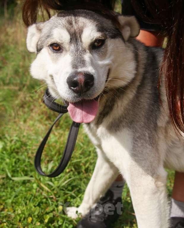 Собаки в Москве: Серенький, метис хаски Мальчик, Бесплатно - фото 2