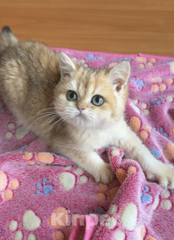 Кошки в Нижнем Новгороде: Золотая шиншилла котенок Мальчик, 25 000 руб. - фото 4
