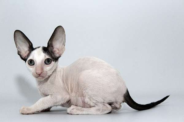 Кошки в Москве: котята из питомника Корнелита Мальчик, 70 000 руб. - фото 4