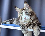 Кошки в Москве: Котёнок мейн-кун Veyron Molly — голубоглазая принцесса с плюшевыми щёчками и королевскими кисточками Девочка, 150 000 руб. - фото 1