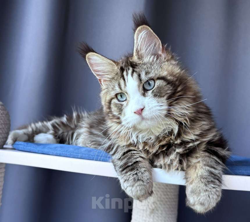 Кошки в Москве: Котёнок мейн-кун Veyron Molly — голубоглазая принцесса с плюшевыми щёчками и королевскими кисточками Девочка, 150 000 руб. - фото 1