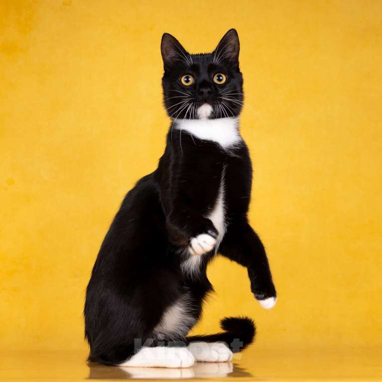 Кошки в Москве: Котенок Гансик в добрые руки Мальчик, Бесплатно - фото 3