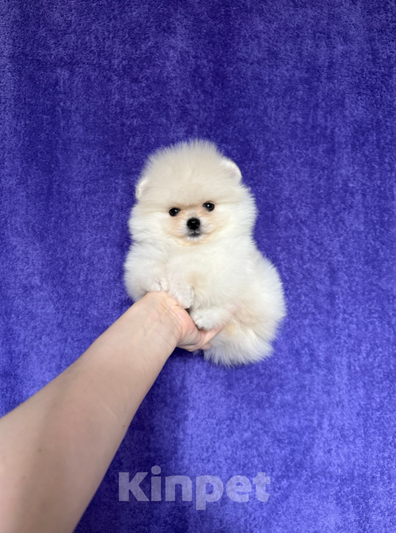 Собаки в Москве: Девочка крем мини Девочка, 27 000 руб. - фото 1