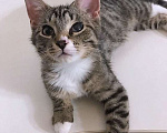 Кошки в Москве: Обаятельный минитигренок, котенок Ося ищет дом Мальчик, 10 руб. - фото 1
