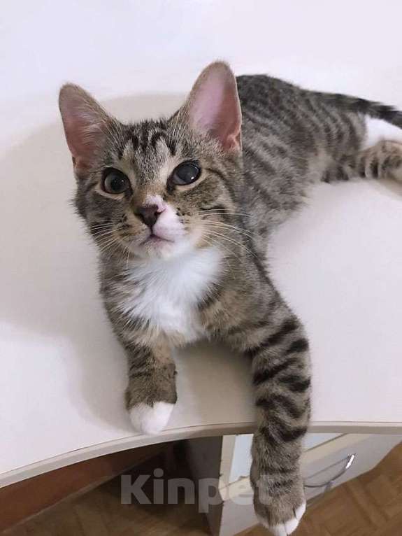 Кошки в Москве: Обаятельный минитигренок, котенок Ося ищет дом Мальчик, 10 руб. - фото 1