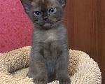 Кошки в Москве: Котята Европейской бурмы Девочка, 55 000 руб. - фото 2