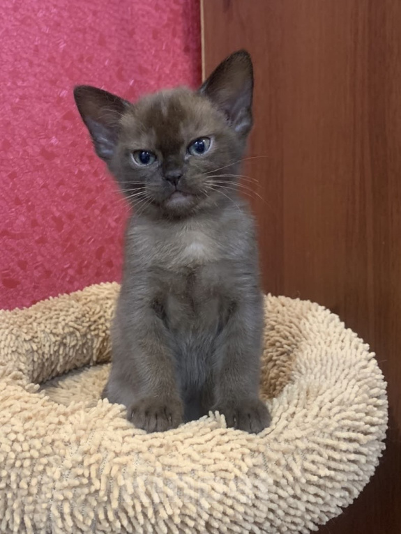 Кошки в Москве: Котята Европейской бурмы Девочка, 55 000 руб. - фото 2