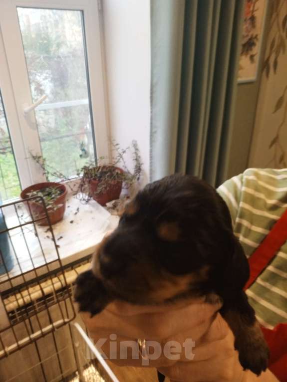 Собаки в Санкт-Петербурге: Щенок таксы карликовой, мальчик.1.5 мес. Мальчик, 15 000 руб. - фото 2