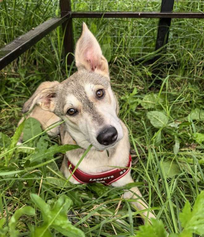 Собаки в Москве: Адель, щенок 5 месяцев в добрые руки  Девочка, Бесплатно - фото 2