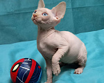Кошки в Москве: Канадский сфинкс котёнок Мальчик, 15 000 руб. - фото 1