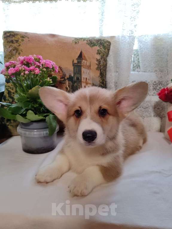 Собаки в Пересвете: Продаётся мальчишка шалунишка🥰 Мальчик, 50 000 руб. - фото 2