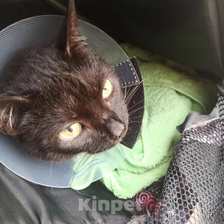 Кошки в Санкт-Петербурге: Потерялась кошка!! Девочка, 2 000 руб. - фото 6