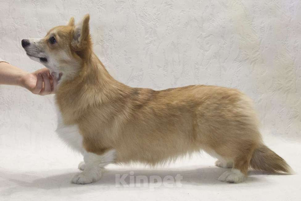 Собаки в Раменском: подрощенная девочка корги Девочка, 50 000 руб. - фото 2