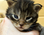Кошки в Санкт-Петербурге: Шикарные котята мейн-кун открыт резерв  Мальчик, 25 000 руб. - фото 4
