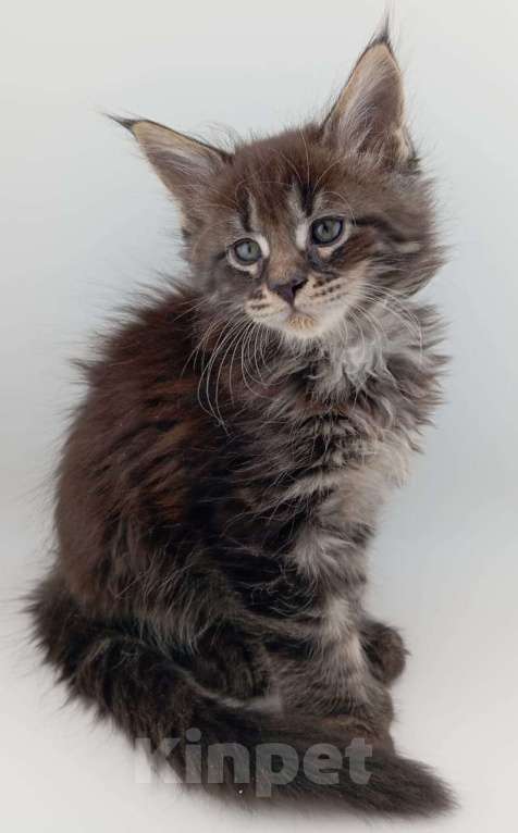 Кошки в Санкт-Петербурге: Чистокровные котята(полидакт) .  Девочка, 20 000 руб. - фото 1