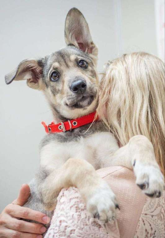Собаки в Москве: Друг в добрые руки Девочка, 1 руб. - фото 3